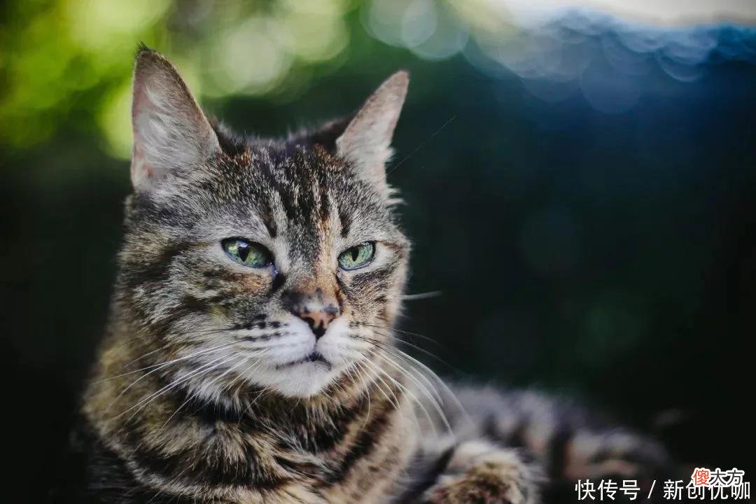 【十二星座】5月，桃花运上上签，将邂逅良人，爱情梦想接近现实的三大生肖