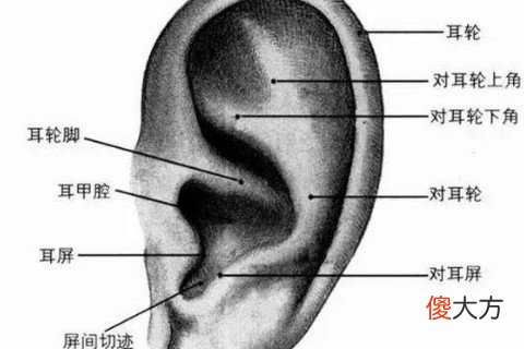 男人耳朵上有痣图解
