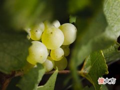 世界十款最贵葡萄酒 世界十大著名葡萄酒品牌
