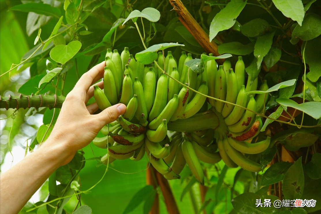 关于香蕉你又知道多少 请问一下香蕉