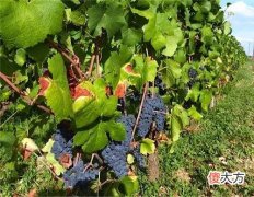 布加斯·戴诗的基本信息