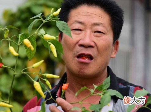 每天吃5斤辣椒配白酒 吃辣椒喝白酒
