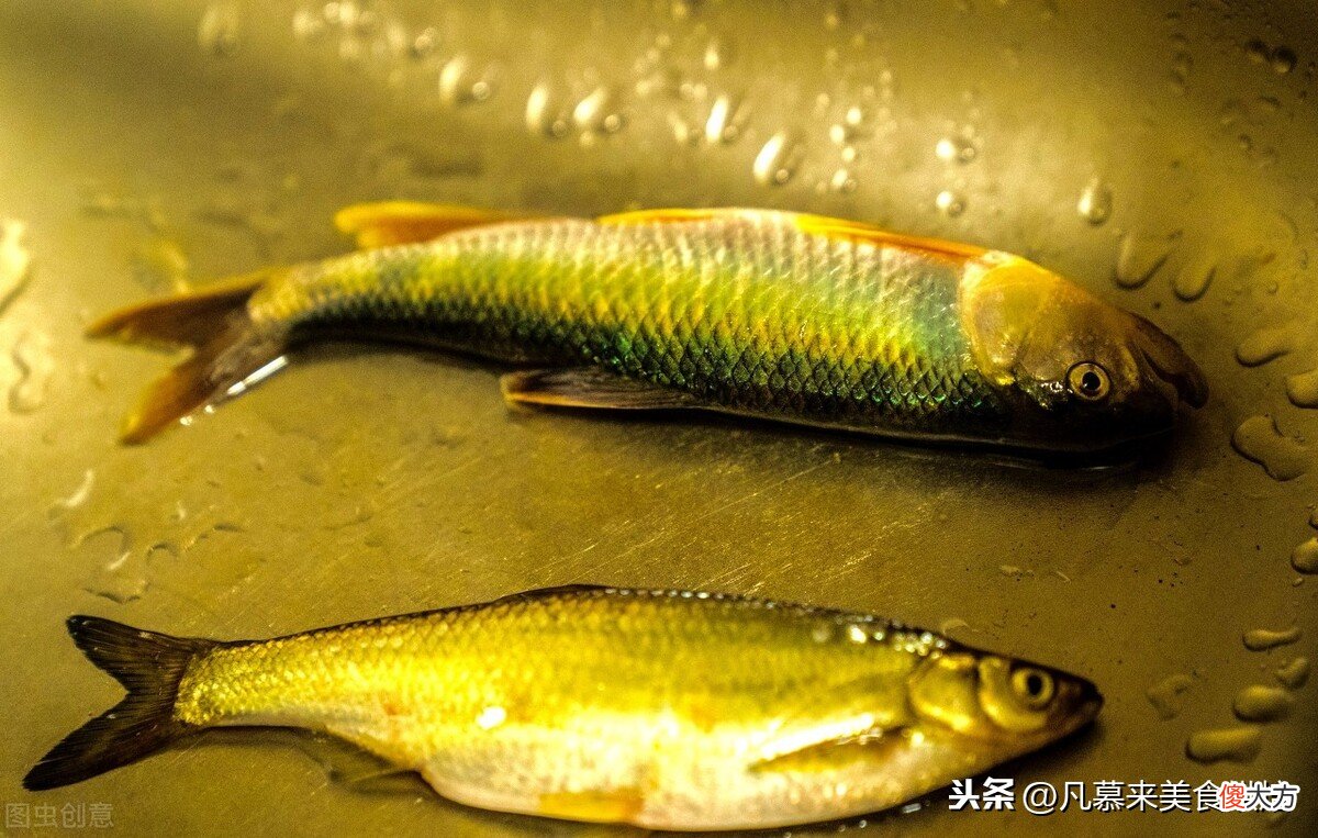 烤鱼一般用什么鱼 烤鱼一般用什么鱼比较好吃