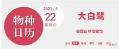 为了做成时尚的帽子，人们杀死的白鹭堆成小山