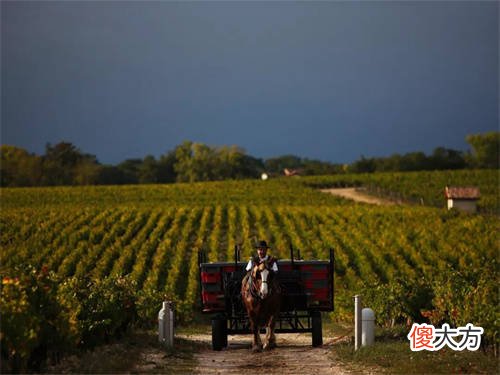 是谁教会了大家酿制葡萄酒 葡萄酒是中国发明的吗