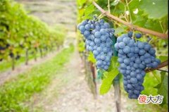 法国伊莎贝拉红酒价格 伊莎贝拉葡萄酒