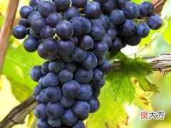 厦门一年进口多少葡萄酒 厦门葡萄酒销量