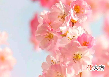 房间要放什么能增强桃花运