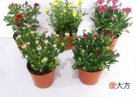 家里千万不能养的六种花