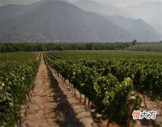 气泡酒的寓意 お酒指的是什么酒
