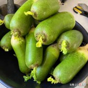 萝卜糠了还能不能吃 大萝卜糠了还能吃吗