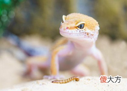 家里出现壁虎好吗
