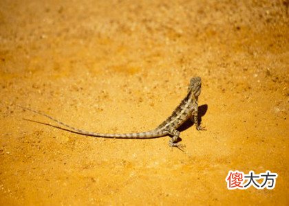 家里出现壁虎好吗