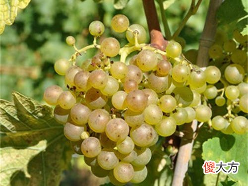 什么样的红酒比较好 什么红酒好点