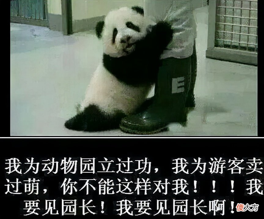 吃草的牛也能长肌肉 牛吃草就能长肌肉