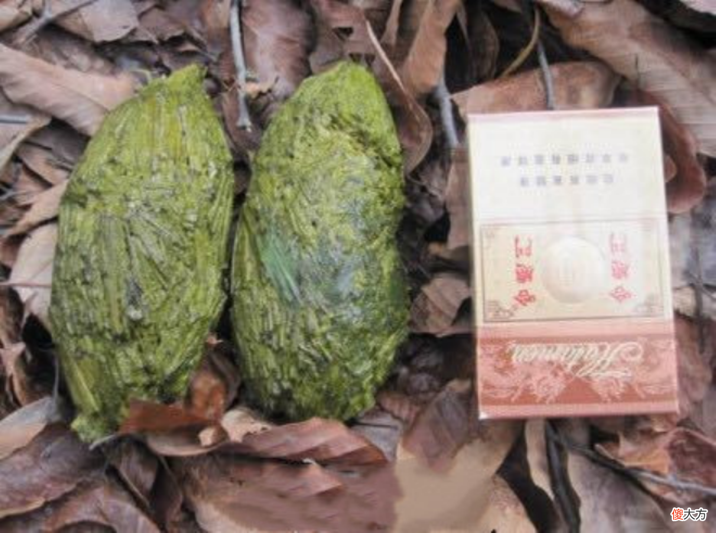 吃草的牛也能长肌肉 牛吃草就能长肌肉