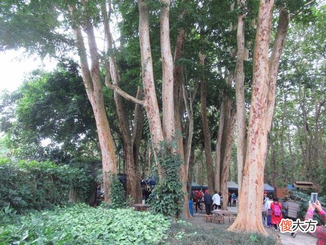 你知道多少个 你知道多少个民族