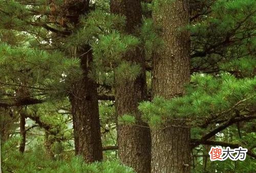 你知道多少个 你知道多少个民族