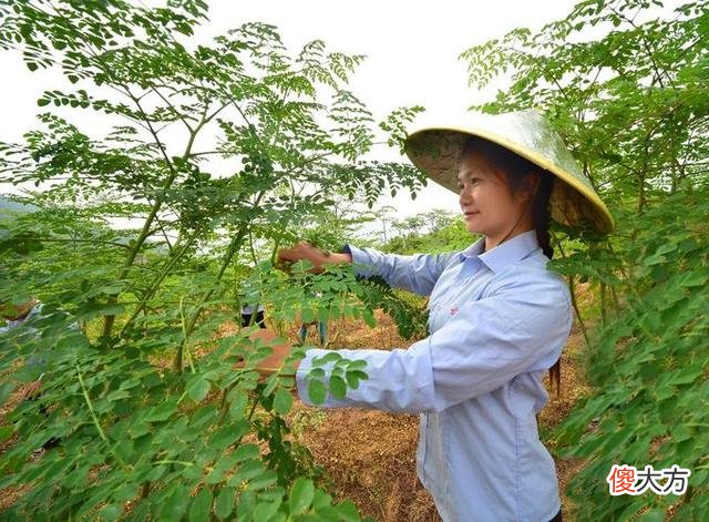 你知道多少个 你知道多少个民族