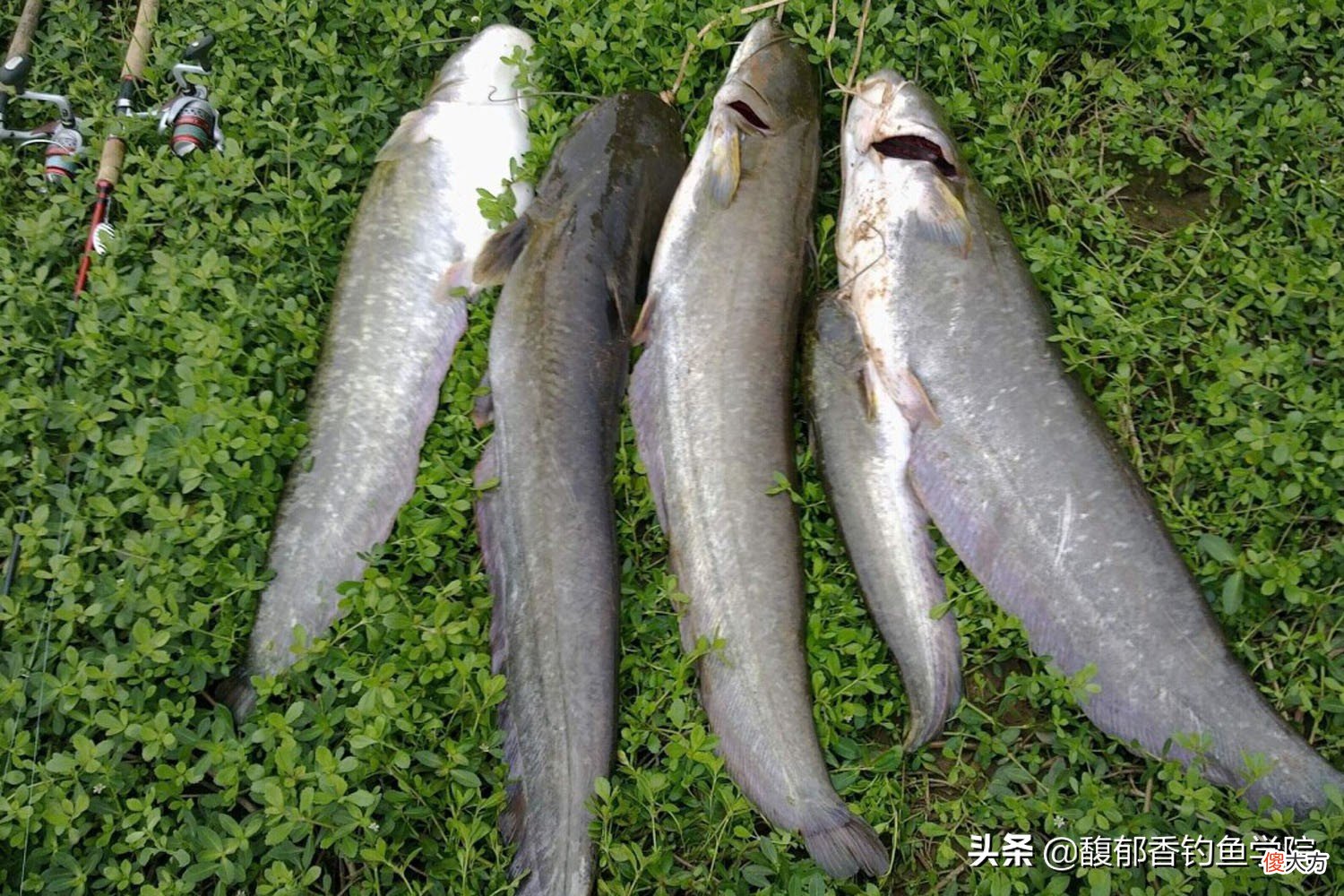 鲶鱼最喜欢吃哪种味型的食物 鲶鱼的食物有哪些