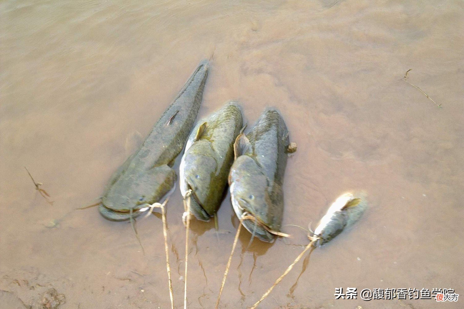 鲶鱼最喜欢吃哪种味型的食物 鲶鱼的食物有哪些