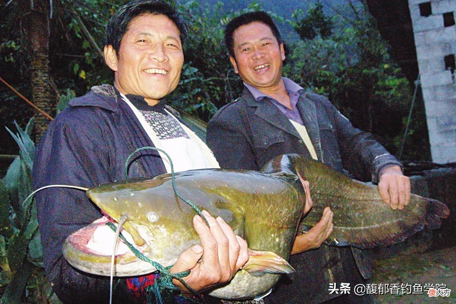 鲶鱼最喜欢吃哪种味型的食物 鲶鱼的食物有哪些