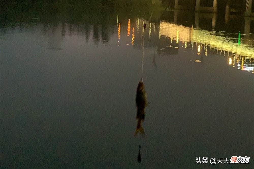 最好钓的莫过于鲶鱼和黄颡鱼 鲶鱼黄骨鱼怎么垂钓