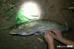 最好钓的莫过于鲶鱼和黄颡鱼 鲶鱼黄骨鱼怎么垂钓
