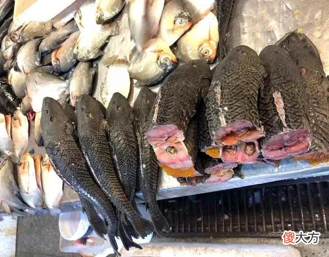 鲶鱼泛滥却没人吃 鲶鱼很少人吃