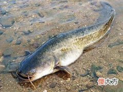 鲶鱼泛滥却没人吃 鲶鱼很少人吃