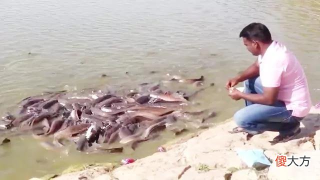 鲶鱼泛滥却没人吃 鲶鱼很少人吃