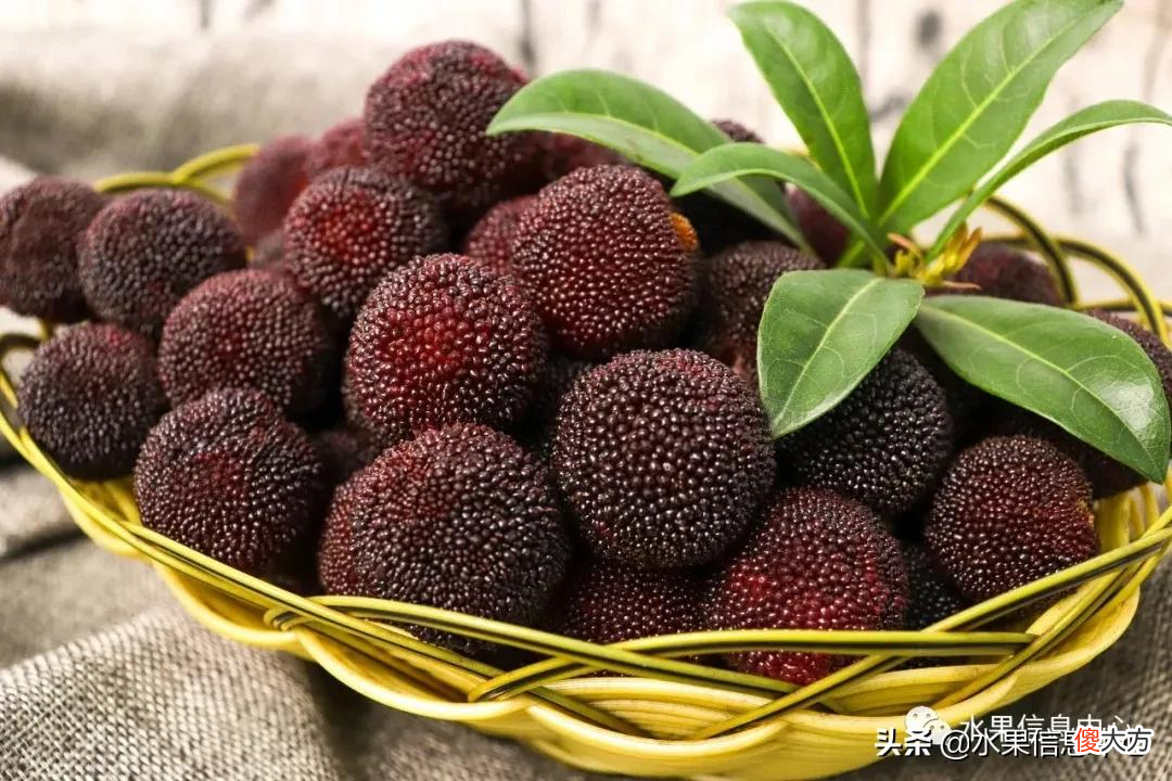中国的杨梅到底哪里最好吃 最好吃的杨梅是哪里