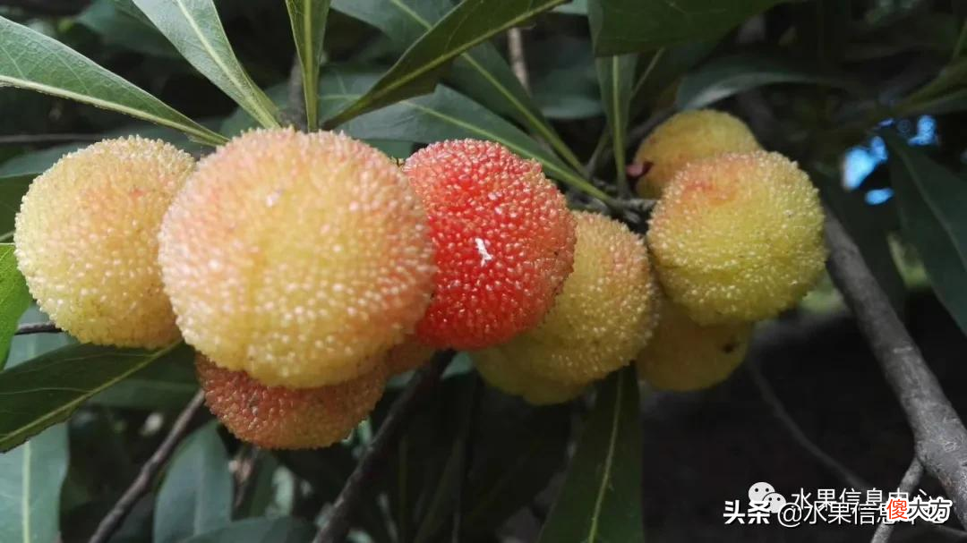 中国的杨梅到底哪里最好吃 最好吃的杨梅是哪里