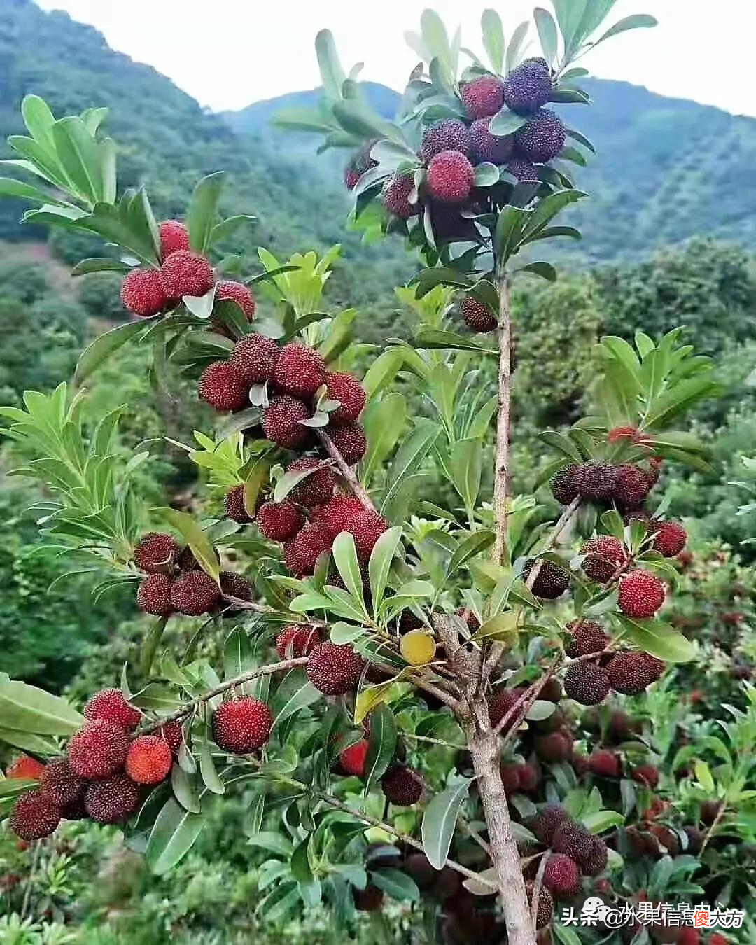 中国的杨梅到底哪里最好吃 最好吃的杨梅是哪里