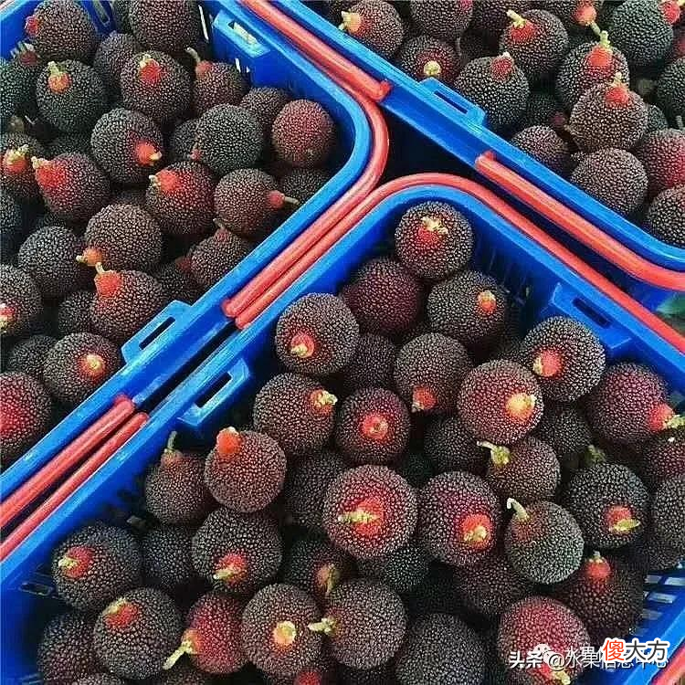 中国的杨梅到底哪里最好吃 最好吃的杨梅是哪里