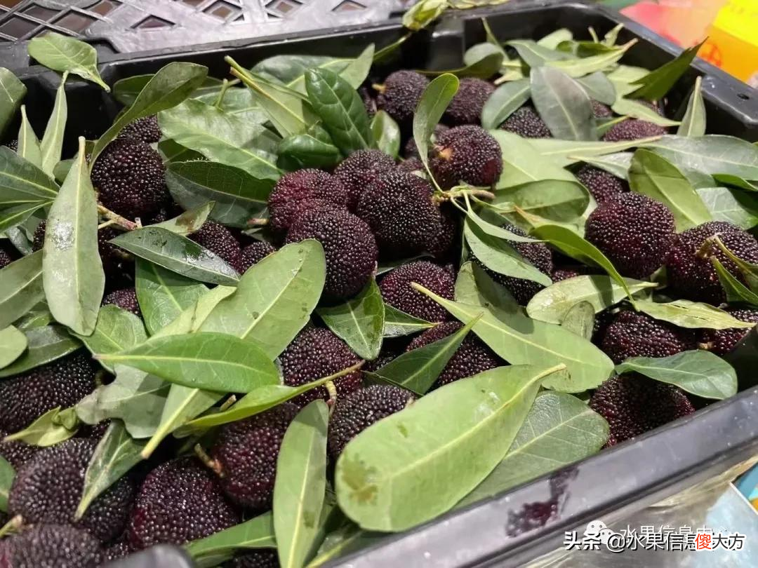 中国的杨梅到底哪里最好吃 最好吃的杨梅是哪里