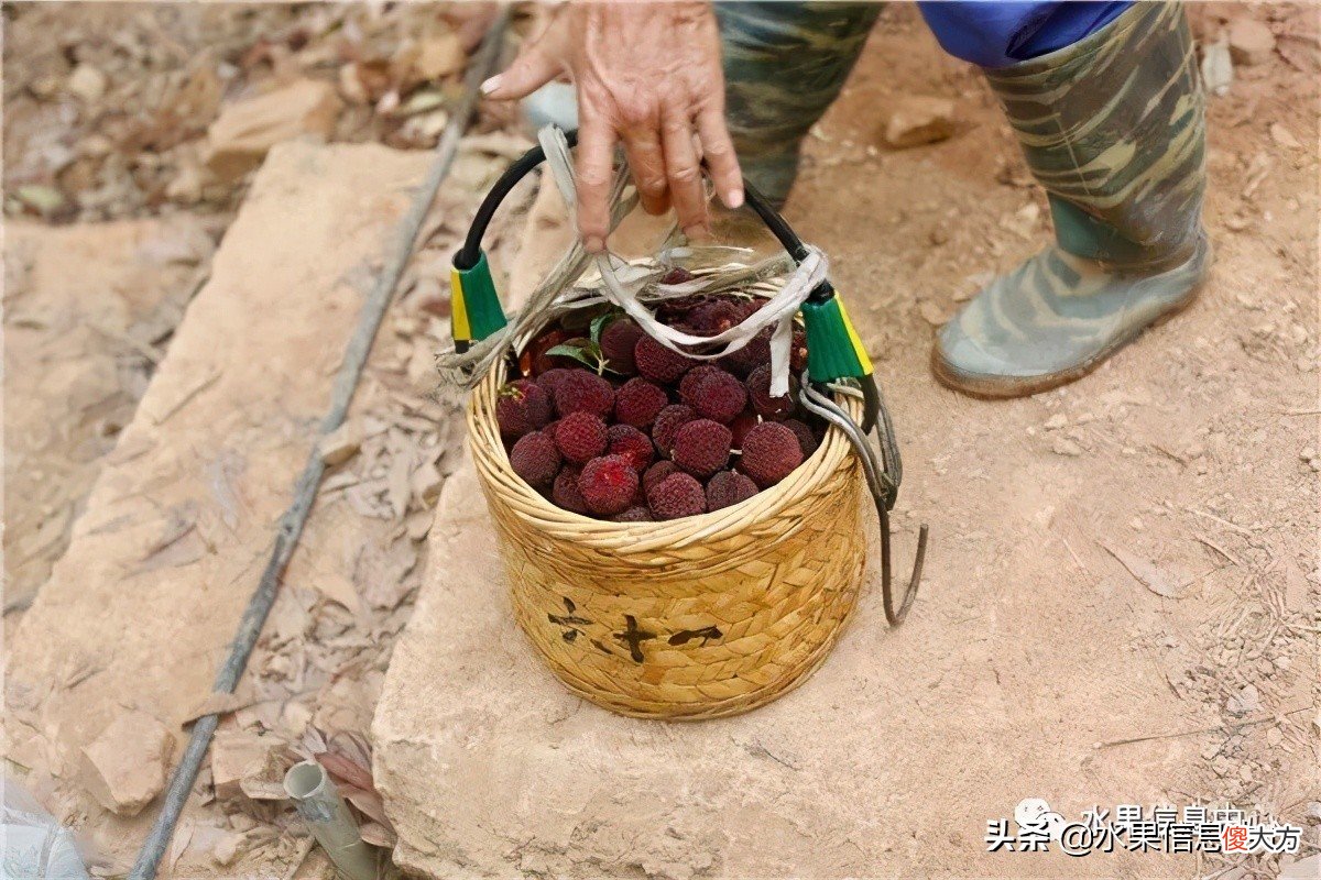中国的杨梅到底哪里最好吃 最好吃的杨梅是哪里