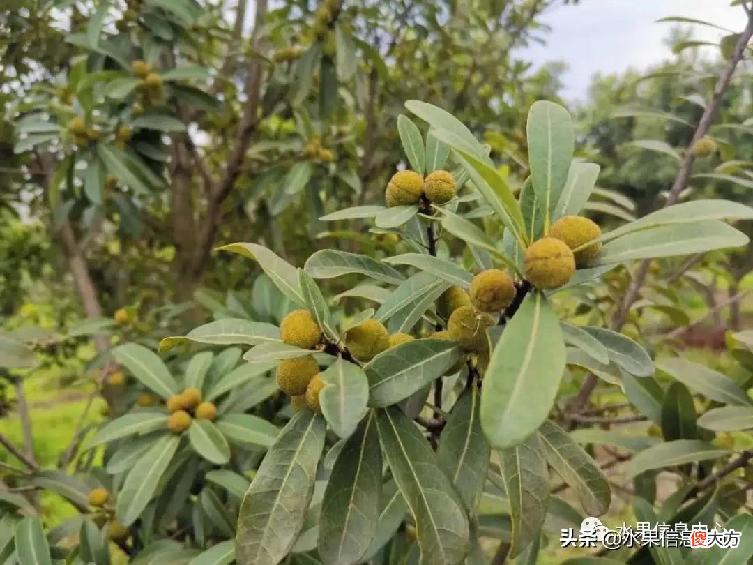 中国的杨梅到底哪里最好吃 最好吃的杨梅是哪里