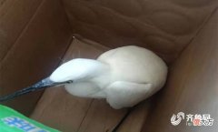 竟是国家二级保护动物 国家二级保护动物那些