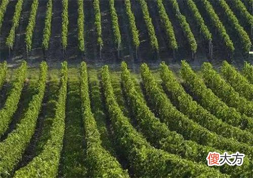 干白葡萄酒适合配什么菜 白葡萄酒搭配食物最佳