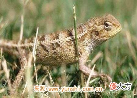 壁虎在家里是什么征兆