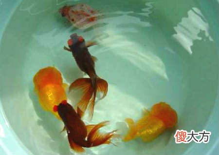 10粒米招财法