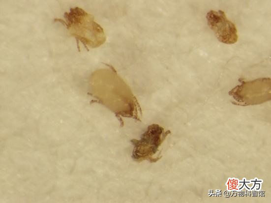 被子晒完后为什么有股味道 为什么刚晒完的被子有味道