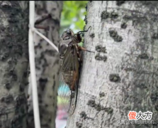 小时候夏天最常见的蝉 夏天常见的几种蝉