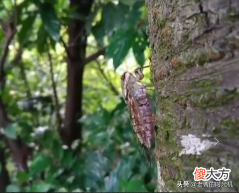 小时候夏天最常见的蝉 夏天常见的几种蝉