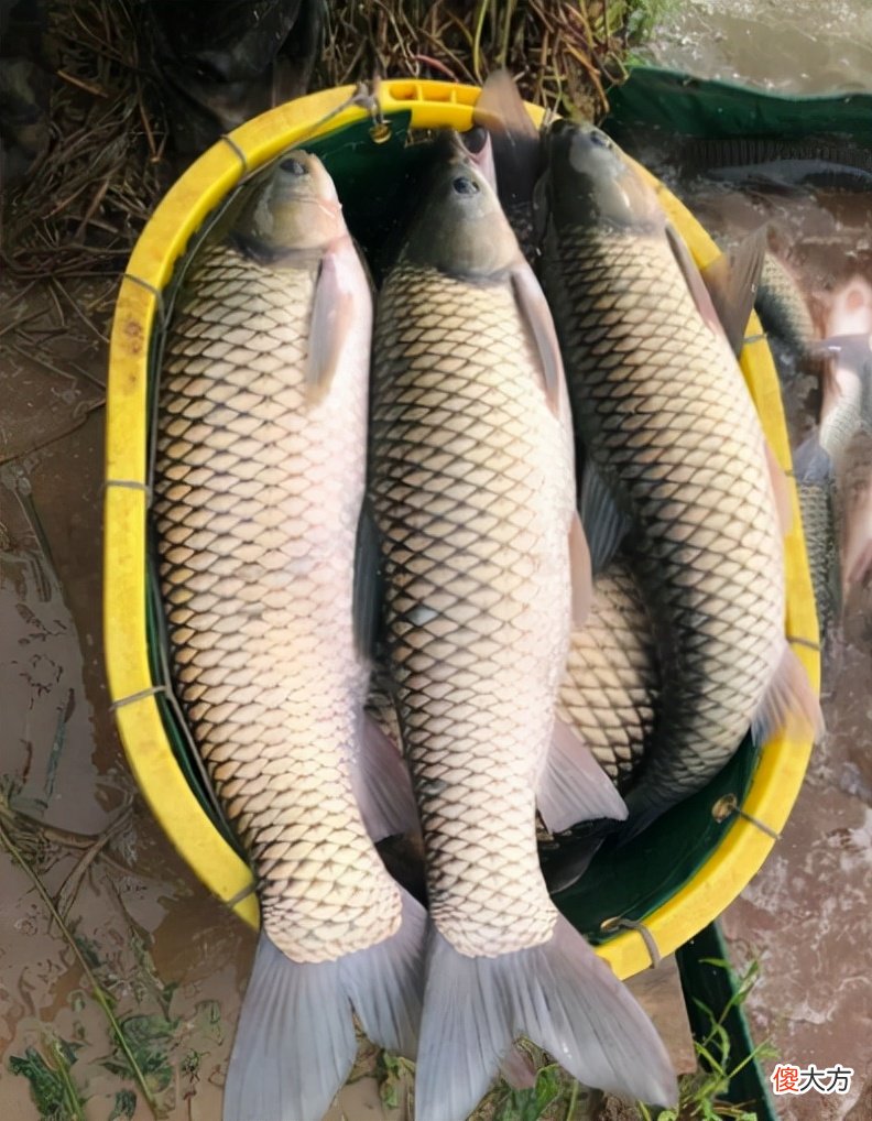 很多人常买的4种海鲜 常吃的海鲜有几种