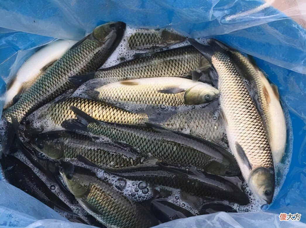 很多人常买的4种海鲜 常吃的海鲜有几种
