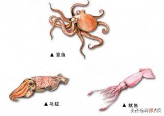 鱿鱼吃不完繁殖快 鱿鱼繁殖快吗