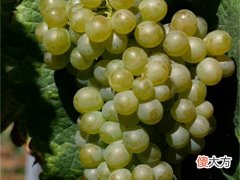影响葡萄酒口感的因素 葡萄酒的结构感是指什么