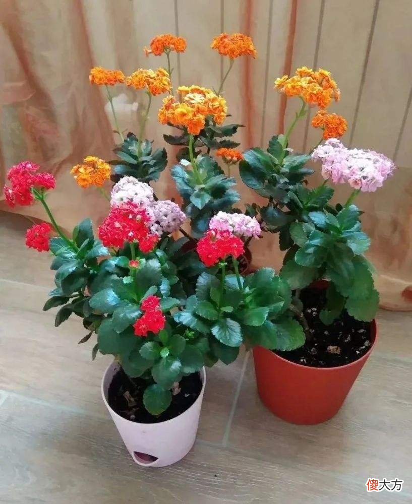 应该送什么花 给女朋友道歉应该送什么花